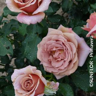 ©SUNFLOR - Primavera